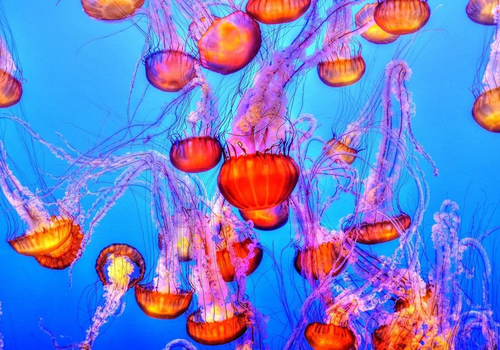 jellyfish-931714_1920